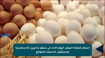 أسعار كرتونة البيض اليوم الأحد في سوق زنانيرى بالإسكندرية ومستقبل الأسعار المتوقع